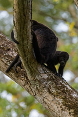 Wild mantled howler monkey in the rainforest of Carara National Park in Costa Rica