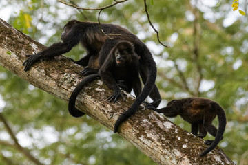 Wild mantled howler monkey in the rainforest of Carara National Park in Costa Rica