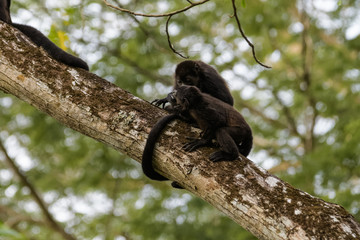 Wild mantled howler monkey in the rainforest of Carara National Park in Costa Rica