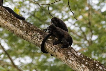 Wild mantled howler monkey in the rainforest of Carara National Park in Costa Rica