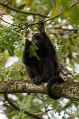 Wild mantled howler monkey in the rainforest of Carara National Park in Costa Rica