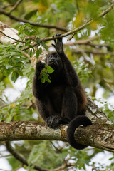 Wild mantled howler monkey in the rainforest of Carara National Park in Costa Rica
