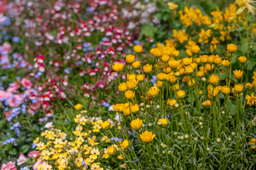 Obraz premium Beautiful flower in blossom