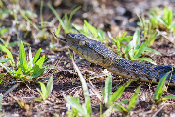 Wild fer de lance on the ground of the Carara National Park in Costa Rica