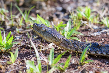 Wild fer de lance on the ground of the Carara National Park in Costa Rica