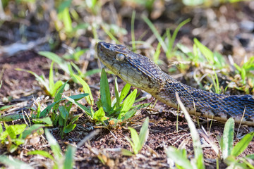 Wild fer de lance on the ground of the Carara National Park in Costa Rica