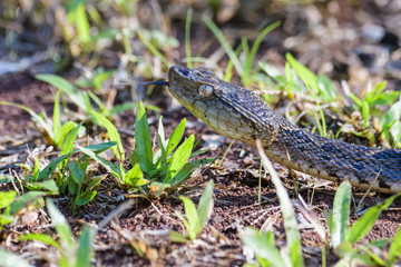 Wild fer de lance on the ground of the Carara National Park in Costa Rica