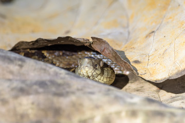 Wild fer de lance in a defensive striking position on the ground of the rainforest in the Carara National Park