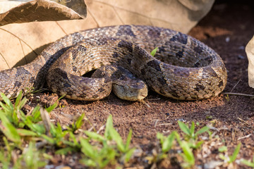 Fototapeta premium Wild fer de lance in a defensive striking position on the ground of the rainforest in the Carara National Park