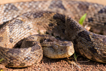 Fototapeta premium Wild fer de lance in a defensive striking position on the ground of the rainforest in the Carara National Park