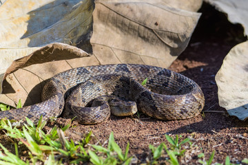 Wild fer de lance in a defensive striking position on the ground of the rainforest in the Carara National Park