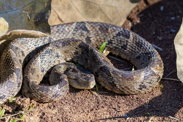 Wild fer de lance in a defensive striking position on the ground of the rainforest in the Carara National Park