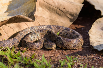 Wild fer de lance in a defensive striking position on the ground of the rainforest in the Carara National Park