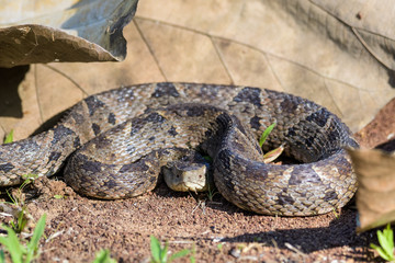 Wild fer de lance in a defensive striking position on the ground of the rainforest in the Carara National Park