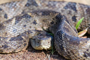 Wild fer de lance in a defensive striking position on the ground of the rainforest in the Carara National Park