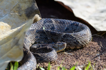 Wild fer de lance in a defensive striking position on the ground of the rainforest in the Carara National Park