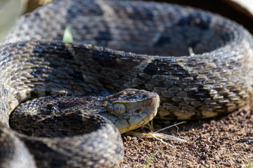 Wild fer de lance in a defensive striking position on the ground of the rainforest in the Carara National Park