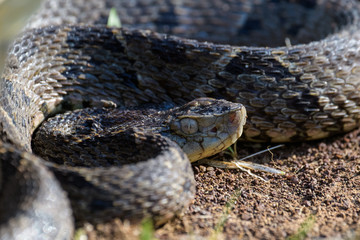 Wild fer de lance in a defensive striking position on the ground of the rainforest in the Carara National Park