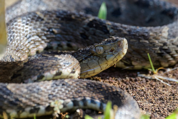 Wild fer de lance in a defensive striking position on the ground of the rainforest in the Carara National Park