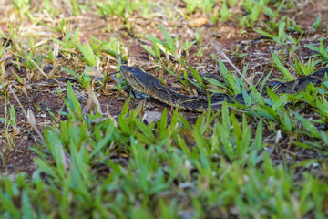 Wild fer de lance on the ground of the Carara National Park in Costa Rica