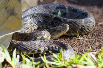 Wild fer de lance in a defensive striking position on the ground of the rainforest in the Carara...