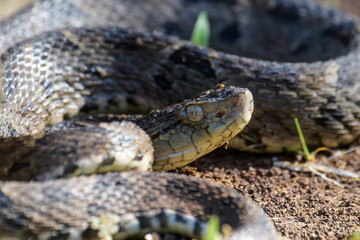 Wild fer de lance in a defensive striking position on the ground of the rainforest in the Carara National Park