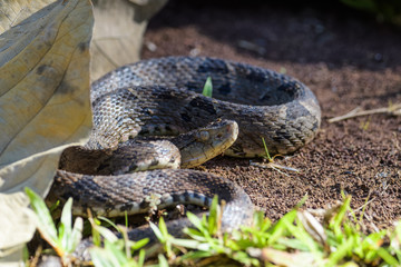 Wild fer de lance in a defensive striking position on the ground of the rainforest in the Carara National Park