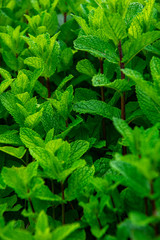 Fresh mint as a beautiful