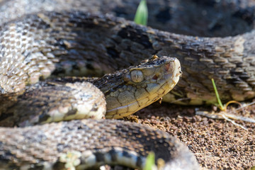 Wild fer de lance in a defensive striking position on the ground of the rainforest in the Carara National Park