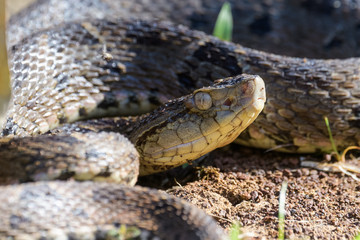 Wild fer de lance in a defensive striking position on the ground of the rainforest in the Carara National Park
