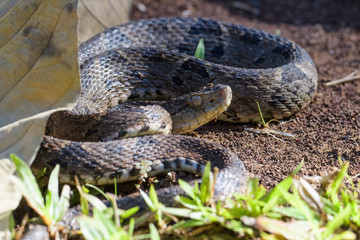 Wild fer de lance in a defensive striking position on the ground of the rainforest in the Carara National Park