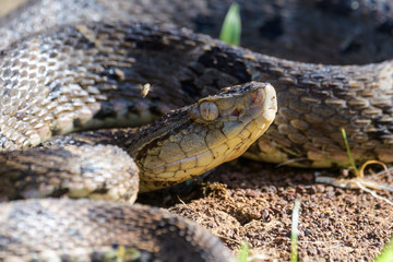 Wild fer de lance in a defensive striking position on the ground of the rainforest in the Carara National Park