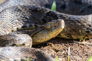 Wild fer de lance in a defensive striking position on the ground of the rainforest in the Carara National Park