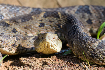 Wild fer de lance in a defensive striking position on the ground of the rainforest in the Carara National Park