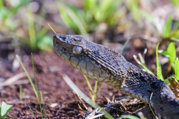 Wild fer de lance in a defensive striking position on the ground of the rainforest in the Carara National Park