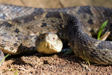 Wild fer de lance in a defensive striking position on the ground of the rainforest in the Carara National Park