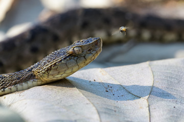 Wild fer de lance slithering over a dead leaf while flicking its tongue in the Carara National Park of Costa Rica