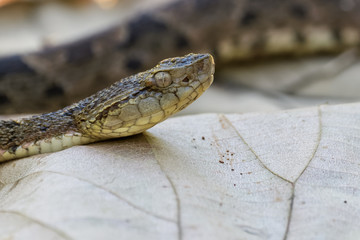 Wild fer de lance slithering over a dead leaf while flicking its tongue in the Carara National Park of Costa Rica