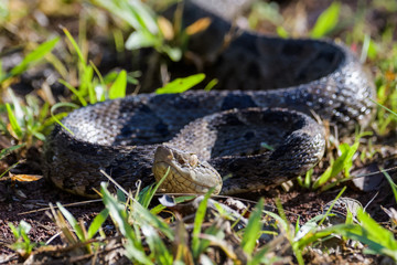 Wild fer de lance in a defensive striking position on the ground of the rainforest in the Carara National Park