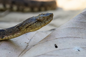 Wild fer de lance slithering over a dead leaf while flicking its tongue in the Carara National Park of Costa Rica