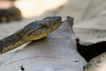 Wild fer de lance slithering over a dead leaf while flicking its tongue in the Carara National Park of Costa Rica