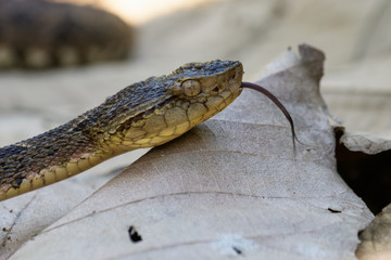 Wild fer de lance slithering over a dead leaf while flicking its tongue in the Carara National Park of Costa Rica