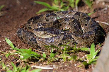 Wild fer de lance in a defensive striking position on the ground of the rainforest in the Carara National Park