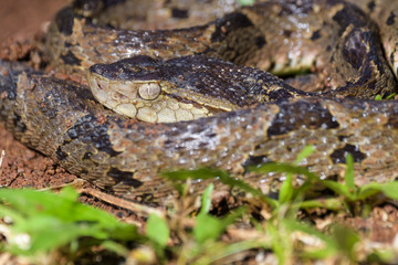 Wild fer de lance in a defensive striking position on the ground of the rainforest in the Carara National Park