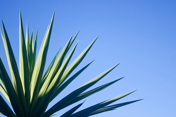 Yucca against blue sky