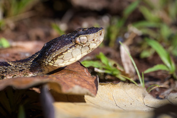 Wild fer de lance slithering over a dead leaf while flicking its tongue in the Carara National Park of Costa Rica
