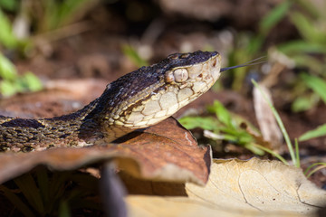 Wild fer de lance slithering over a dead leaf while flicking its tongue in the Carara National Park of Costa Rica