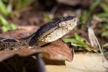 Wild fer de lance slithering over a dead leaf while flicking its tongue in the Carara National Park of Costa Rica