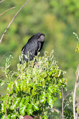 Black vulture in a tree in the Carara National Park in Costa Rica