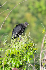 Black vulture in a tree in the Carara National Park in Costa Rica